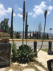 Agave chiapensis