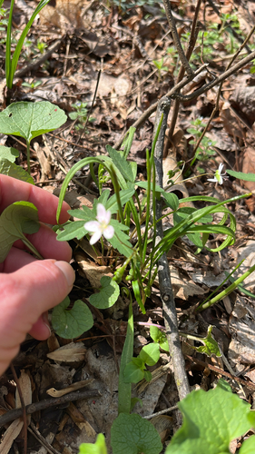 Virginia Springbeauty