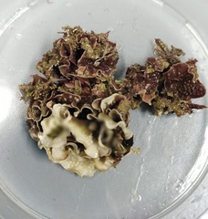 Mesophyllum lichenoides