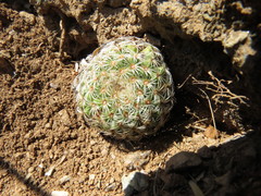 Mammillaria huitzilopochtli huitzilopochtli