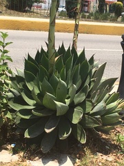 Agave chiapensis