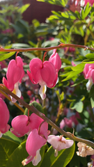 Lamprocapnos spectabilis