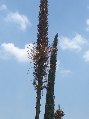 Agave chiapensis