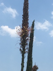 Agave chiapensis