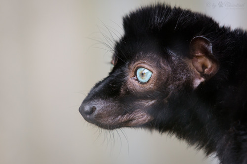 Blue-eyed Black Lemur