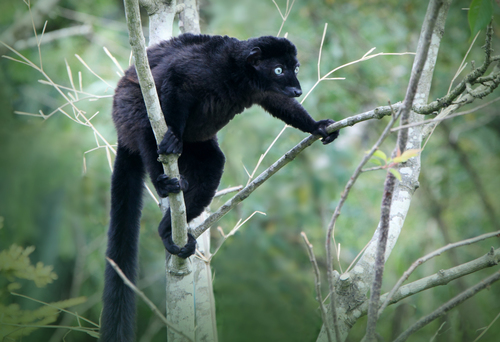 Blue-eyed Black Lemur