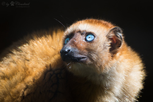 Blue-eyed Black Lemur