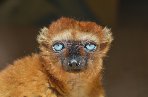 Blue-eyed Black Lemur