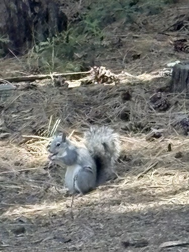 Western Gray Squirrel observed by ailinpto