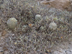 Mammillaria huitzilopochtli huitzilopochtli
