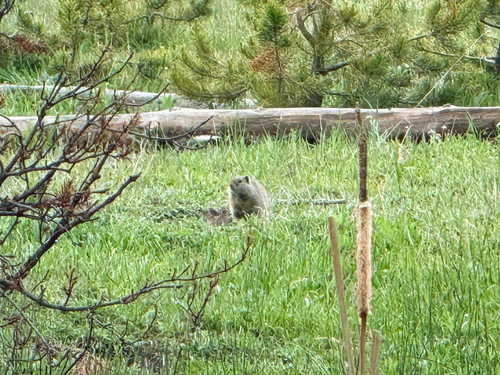 Uinta Ground Squirrel observed by entomer