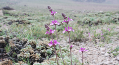 Stachys philippiana