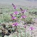 Stachys philippiana - Photo (c) orlandomontes, some rights reserved (CC BY-NC), uploaded by orlandomontes