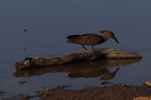 iNaturalist image