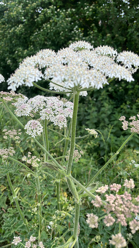 hogweed