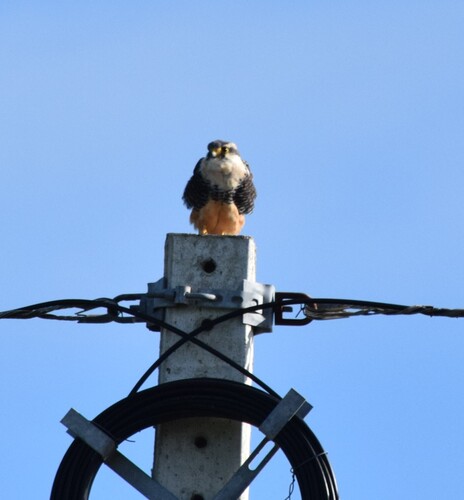 Aplomado Falcon