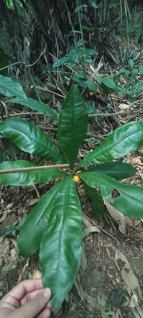 Clavija spinosa