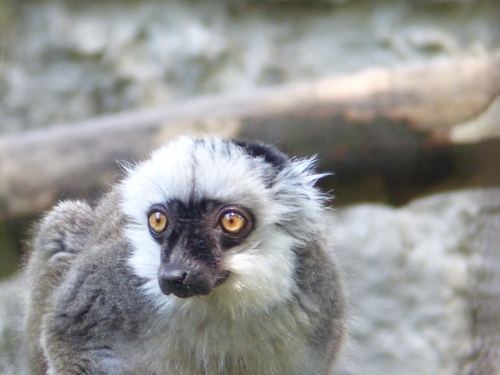 White-fronted Brown Lemur