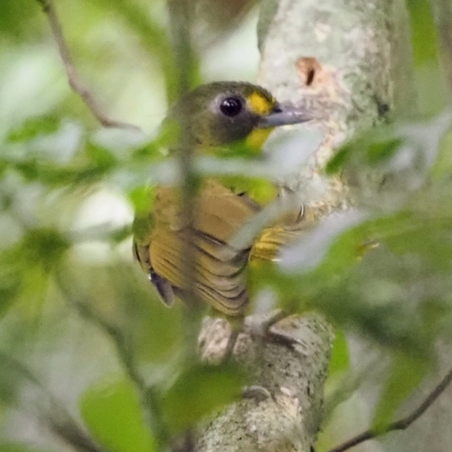 iNaturalist image