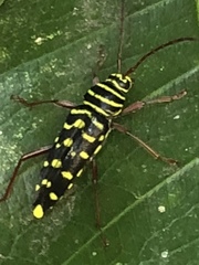 Placosternus guttatus