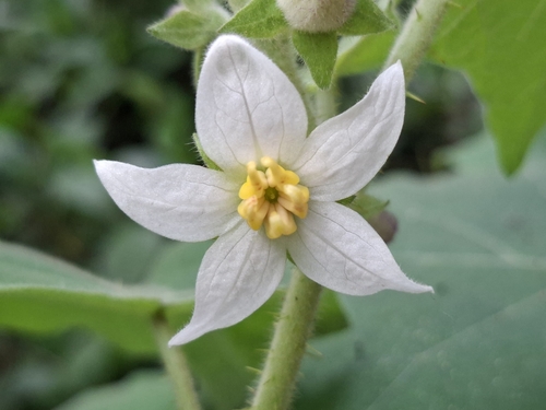 Solanum hirtum