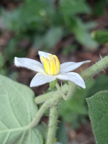 Solanum hirtum, photograph 6