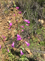 Penstemon spectabilis spectabilis