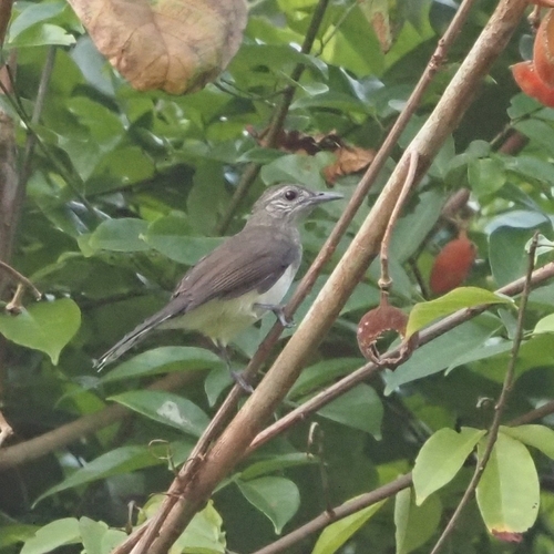 Swamp Greenbul