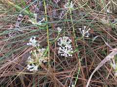 Ceanothus microphyllus