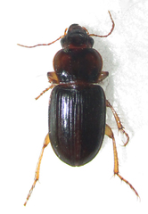 Boeomimetes confusus