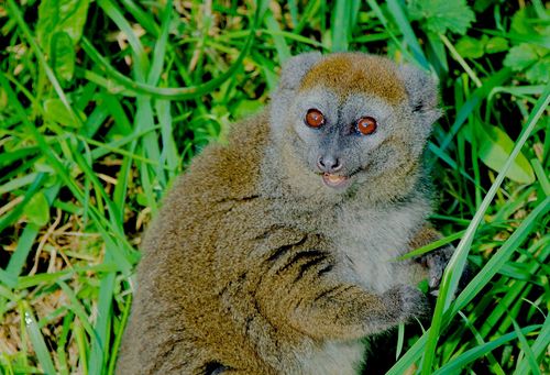 Alaotran Bamboo Lemur