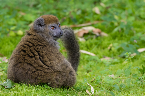 Alaotran Bamboo Lemur