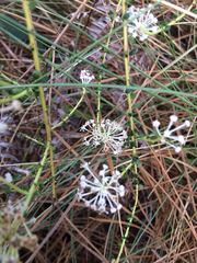 Ceanothus microphyllus