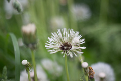 Taraxacum officinale
