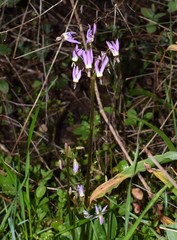 Primula hendersonii