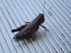 Agroecotettix modestus