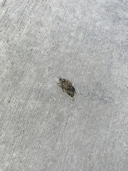 Hoplia