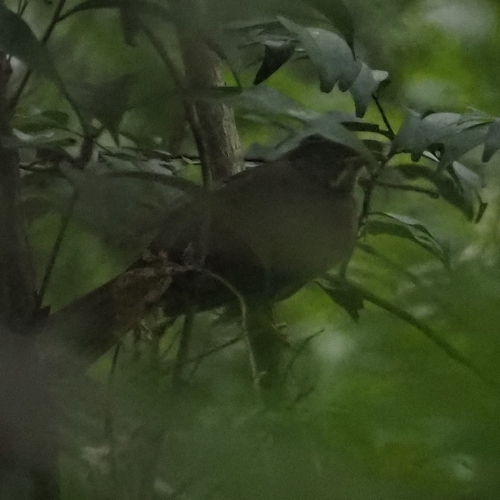 Yellow-whiskered Greenbul