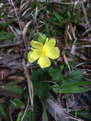 Crocanthemum carolinianum