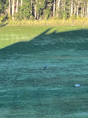 White-faced Heron