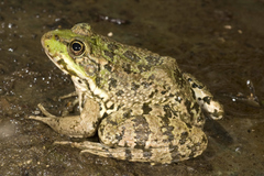 Pelophylax bedriagae