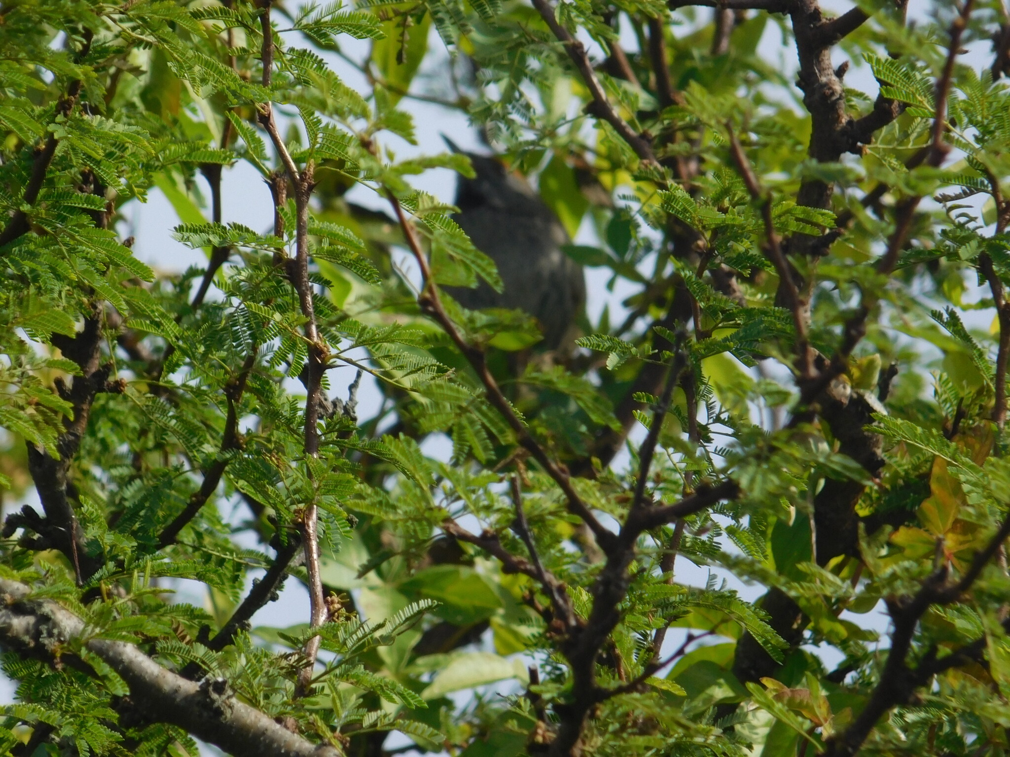 Spix's Spinetail (Synallaxis spixi), photo 9