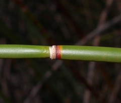 Askidiosperma insigne