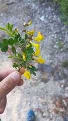 Hippocrepis emerus