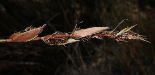 Askidiosperma insigne (Askidiosperma insigne)