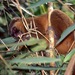 Lemur Cariancho - Photo (c) Bernard DUPONT, algunos derechos reservados (CC BY-SA)