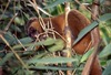 Golden Bamboo Lemur - Photo (c) Bernard DUPONT, some rights reserved (CC BY-SA)