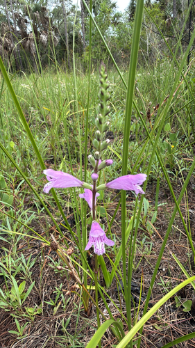 Physostegia purpurea, photograph 6