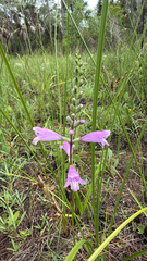 Physostegia purpurea, photograph author not stated, no rights reserved