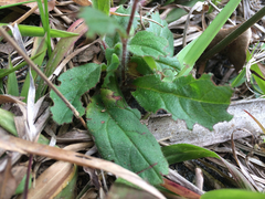 Crocanthemum carolinianum